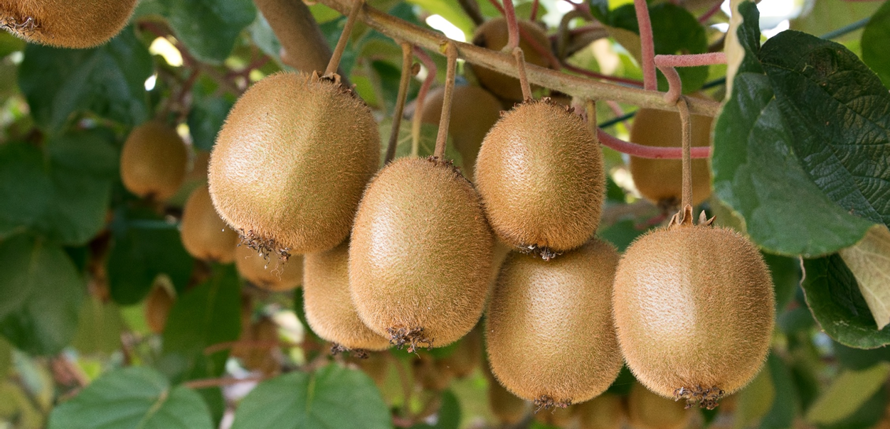 LAQUAtwin Instrumente bei der Nährstoffanalyse von Kiwis